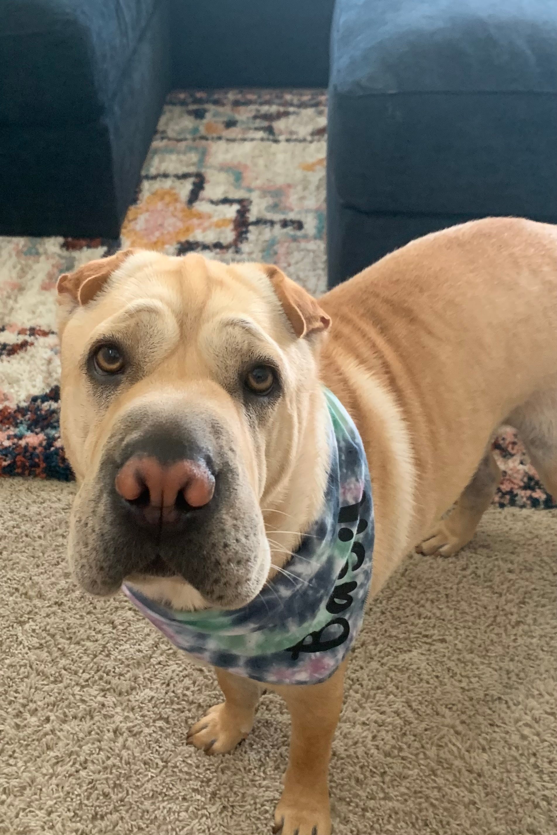 Tie Dye Custom Dog Bandana