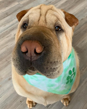 Shamrock dog bandana