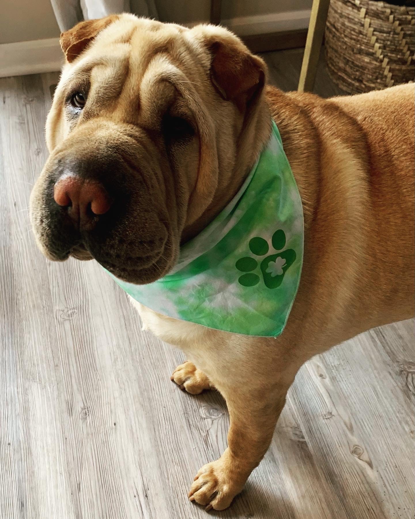 Shamrock dog shop bandana